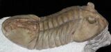 Big Asaphus Plautini Trilobite - #30891-1